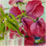 Peony