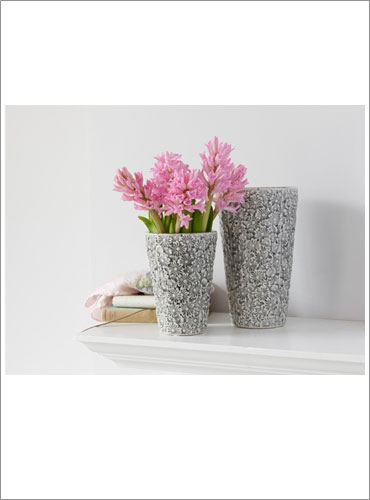 Hyacinth