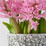 Hyacinth