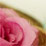 Silk Rose